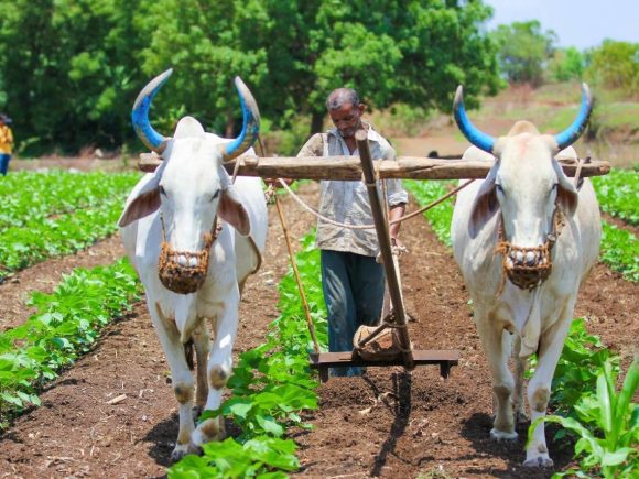 ploughing plant